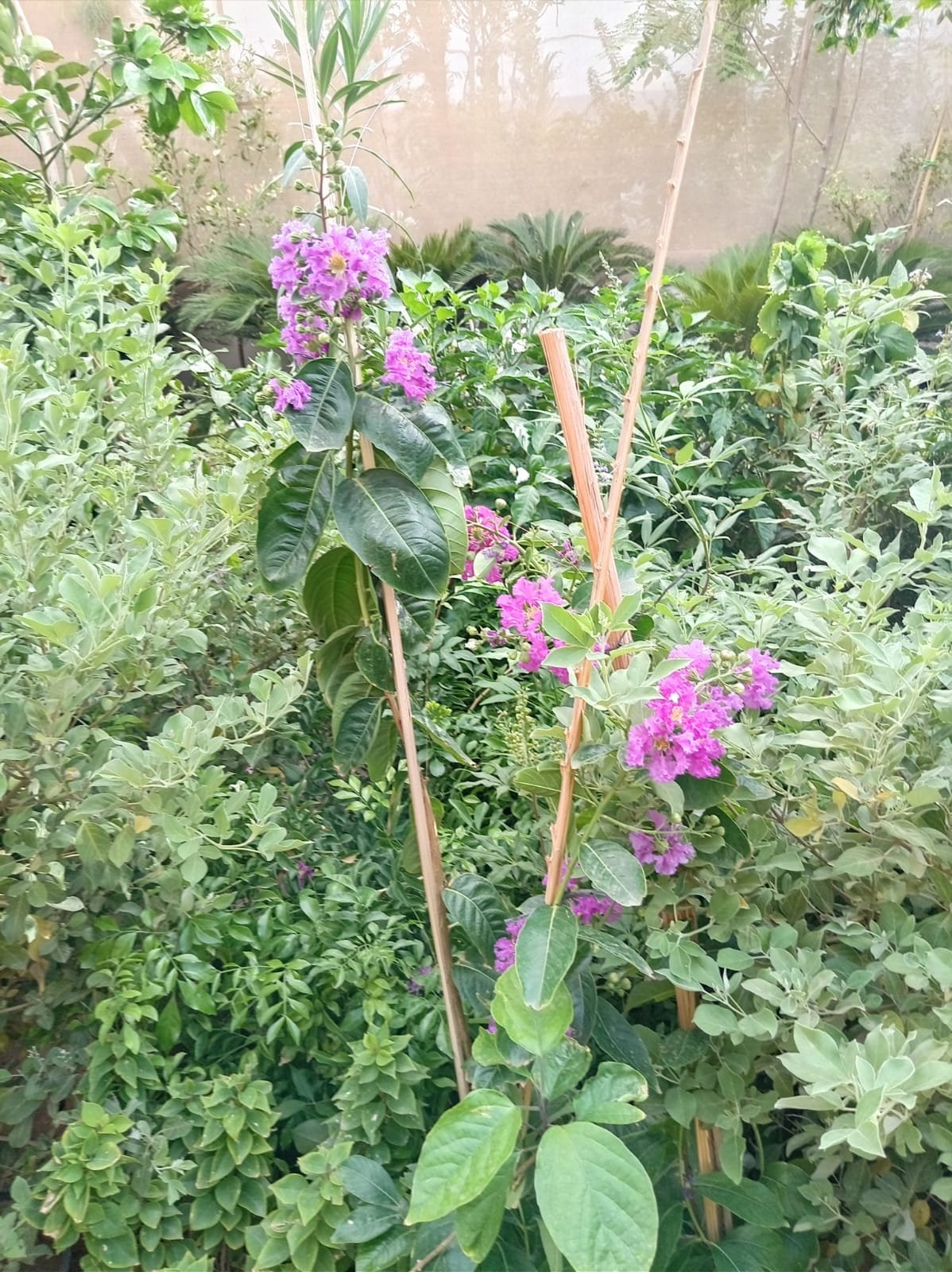عمل تنسيق حدائق